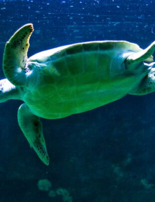 Feriado em Santos e região - Revista Nove - Acquamundo Guaruja - Foto Christian Jauch