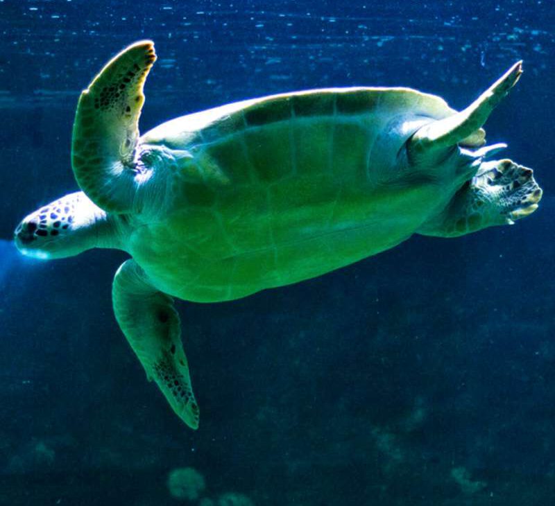 Feriado em Santos e região - Revista Nove - Acquamundo Guaruja - Foto Christian Jauch