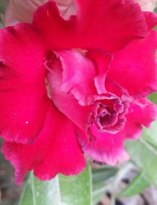 Festival das Flores de Holambra em Santos - Revista Nove2