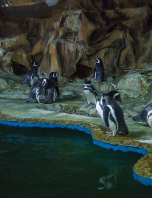 Férias com crianças em Santos - Revista Nove - Foto Christian Jauch