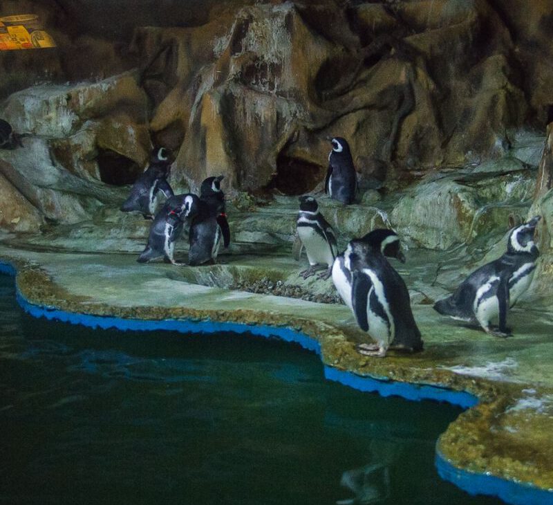 Férias com crianças em Santos - Revista Nove - Foto Christian Jauch