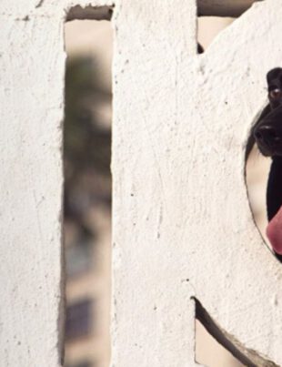 Passear com cães em Santos - Revista Nove - Foto Divulgação2