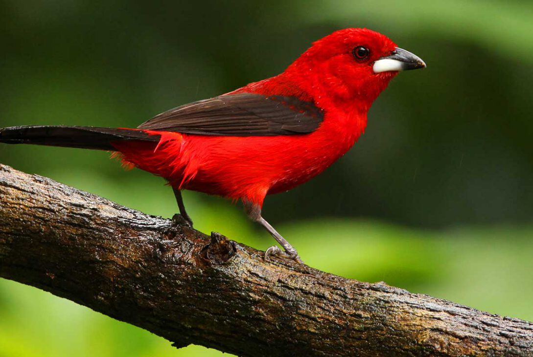 aves-de-santos-tie-sangue-revista-nove