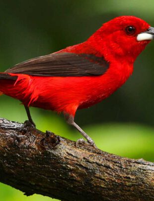 aves-de-santos-tie-sangue-revista-nove