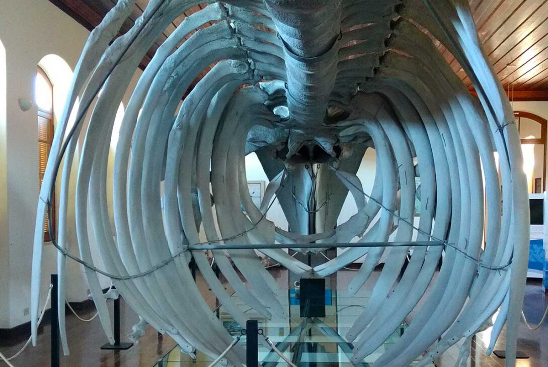 museu-de-pesca-santos-revista-nove