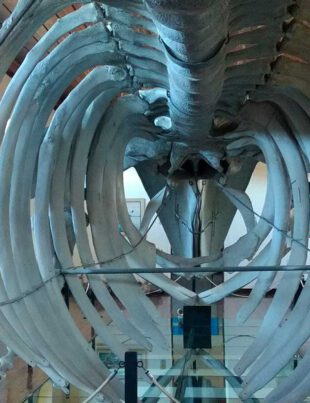 museu-de-pesca-santos-revista-nove